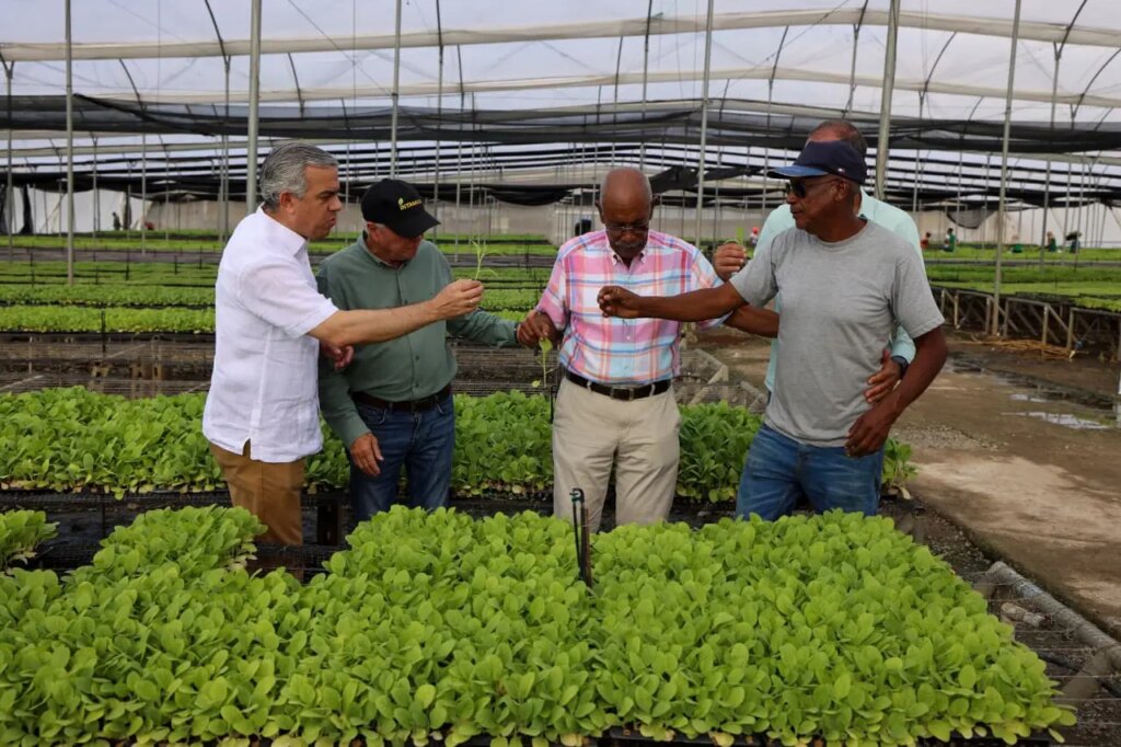 intabaco-espera-producir-350-mil-quintales-de-tabaco-en-la-proxima-cosecha-2026