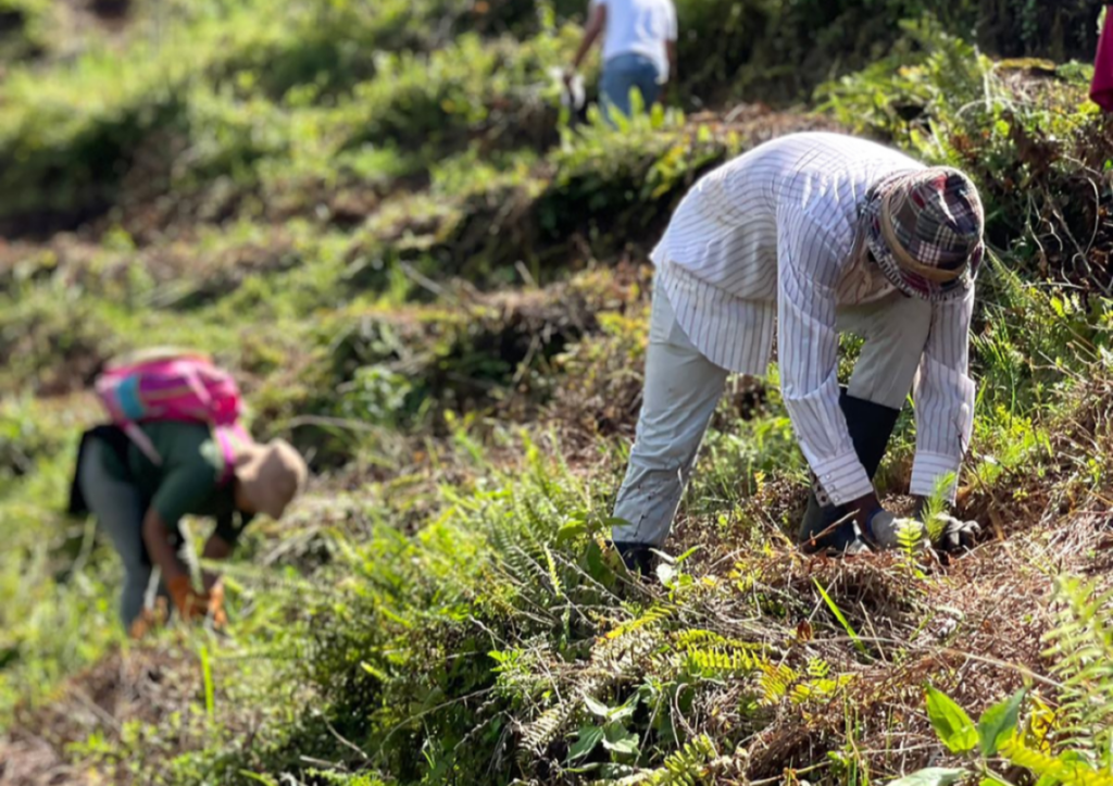 inversion-de-rd$2,300-millones-en-plan-de-reforestacion-de-mas-de-189,000-tareas-intervenidas